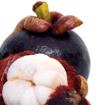 A készítmény fô összetevôje a mangosztán nevû gyümölcs. Egyedülálló összetétellel bíró növény, melynek fô hatóanyaga a xanthon.