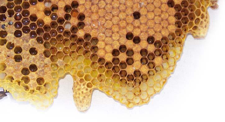 K I R Á L Y N Ô I H A T A L O M immunrendszert támogató készítmények k Bee Power 50 kapszula Ha Ön a természetes megoldások híve, akkor a méhpempôkivonatot Önnek találták ki.