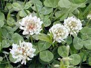 ) hasznos földitömjén (Pimpinella saxifraga)