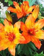 (Consolida ajacis), fehér liliom (Lilium candidum), tornyos