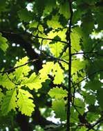 eperfa (Morus alba) vadgesztenye (Aesculus