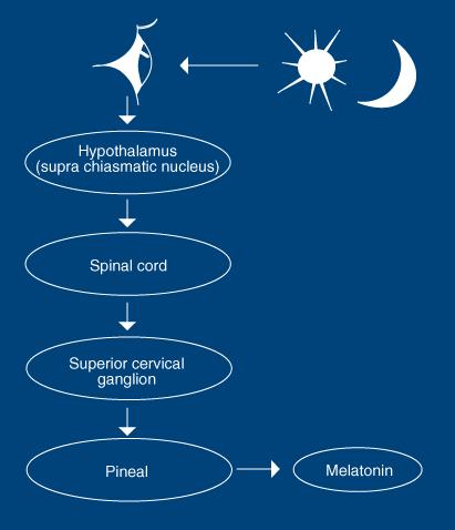 A FÉNY MELATONIN- FELSZABADULÁST GÁTLÓ HATÁSA Per1 Reppert SM,