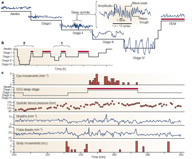 Nat Rev Neurosci 2002;3:591-605.