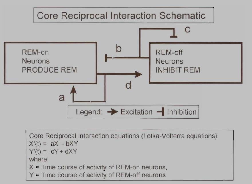 A LSSÚ HULLÁMÚ TEVÉKENYSÉG, MINT A REM ALVÁS ELLENPÓLUSA: A KÖLCSÖNÖS INTERAKCIÓ HIPOTÉZISE ÉS EGY ÖKOLÓGIAI EGYENLET A REM-off és a REM-on neuronok interakciója generálja a REM alvás periódikus