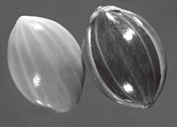 táblázat: A termesztett köles (Panicum miliaceum) alakkörébe tartozó taxonok magmorfológiai vizsgálatának eredményei Table 2: Resuls of the seed morphological examination of the Panicum