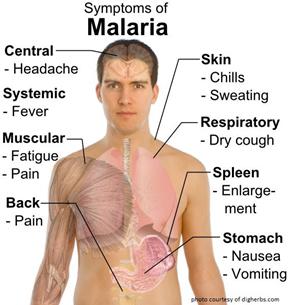 Egysejtű paraziták Tünetek: Plasmodium-fajok malária ( rossz levegő ) Vektor: Átvitel: szúnyog (Anopheles-fajok) ember - ember a szúnyog vérszívással ill.
