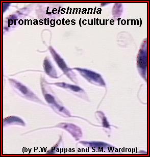 pörk és fekély (cutan leishmaniasis) -bőr-fekély, ami nyirokerek mentén terjed (ajkak, nyelv, garat etc.