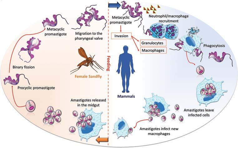 A Leishmania életciklusa A Leishmania paraziták a fertőzött homoki legyek csípésével kerülnek az emberbe. promastigot formában, amit a fagociták (főként makrofágok) vesznek fel.