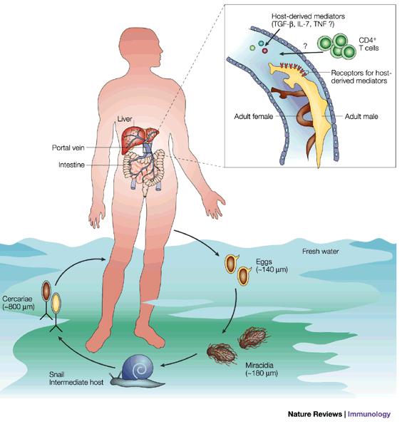 A Schistosoma mansoni életciklusa Schistosomiázis (bilharzia) -egyiptomi múmiákon is kimutatták Különböző fajok esetében más-más tüneteket okoznak (hasmenés, máj-fibrózis, idegrendszeri zavarok)
