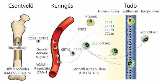 2017. október ÖSSZEFOGLALÓ KÖZLEMÉNY 15 1. ábra: Az eozinofil sejtek útja a csontvelőből a tüdőbe (George L. és Brightling CE.