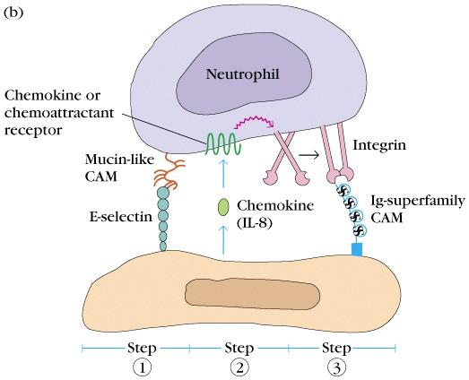 Szelektin-mediált 2. Kemoattraktáns 3.