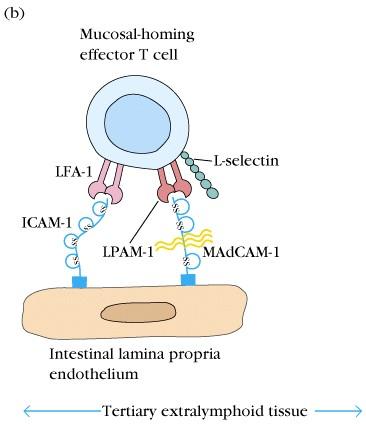 Effektor (memória) limfociták vándorlása a gyulladás területére Nyálkahártya