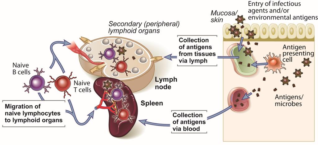 Az immunválasz akevációja Fig. 2-6 Abbas, Lichtman, and Pillai.