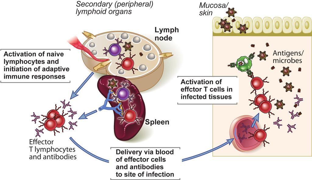Eﬀektor fázis: sejtek és ellenanyagok jutnak a fertőzés helyére Fig.