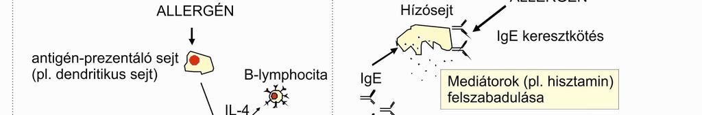 38. ábra Az allergia kialakulásának egy lehetséges útvonala. 5.3.2. Az asztma patomechanizmusa 5.3.2.1.