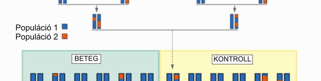 Az afrikai amerikaiak genetikai háttere átlagosan 75%-ban afrikai és 25%-ban európai, azaz alkalmasak admixture mapping analízisre. Az admixture mapping feltétele a 20-80% közötti populáció-keveredés.