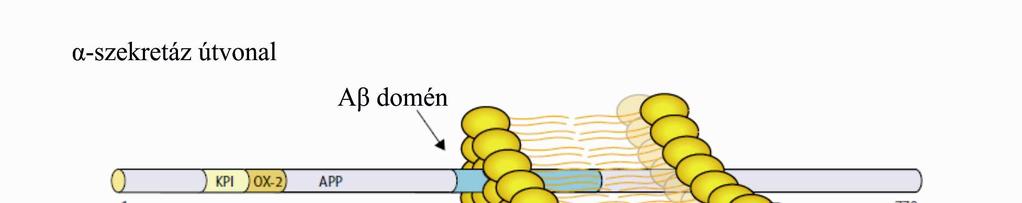 útvonalat, melyek során kétféle Aβ peptid keletkezik.