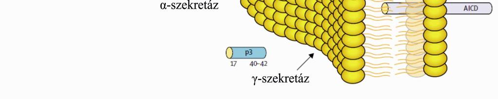 A legtöbb APP mutáció a szekretáz hasítóhely környékén van, és mindegyik mutáció a kóros lerakódásért felelős A β42 peptid termelődés fokozását eredményezi.