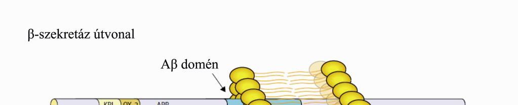 78. ábra β-szekretáz útvonal Mivel itt a β-szekretáz az APP-t az Aβ domén előtt hasítja, oldható, βsapp szabadul fel.
