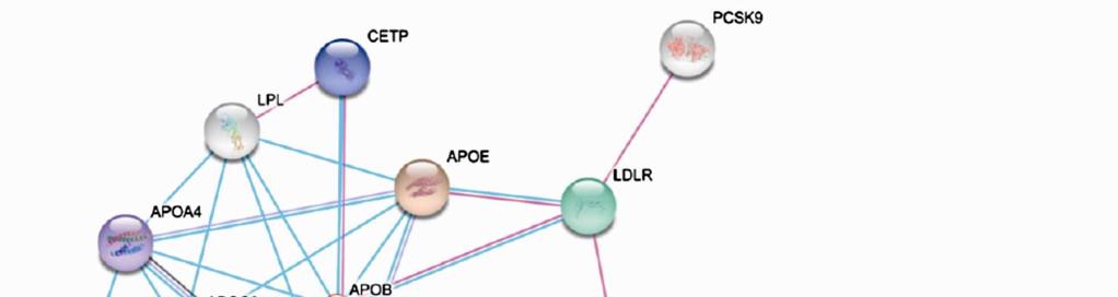 95. ábra Fehérje-fehérje kölcsönhatások a STRING adatbázis alapján. A hálózat mutatja, hogy milyen közvetett kölcsönhatás van az APOB és a PPARA gének termékei között.