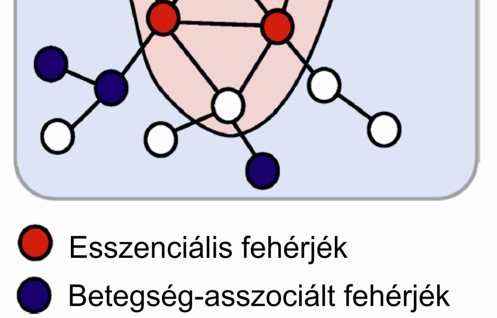által kódolt fehérjék (piros) a hálózat