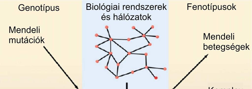 14.6. Betegséghálózatok A humán interaktom kapcsán leírtakból következik, hogy a teljes emberi interakciós hálózatot fel lehet rajzolni egyetlen nagy, bonyolult hálózattal.