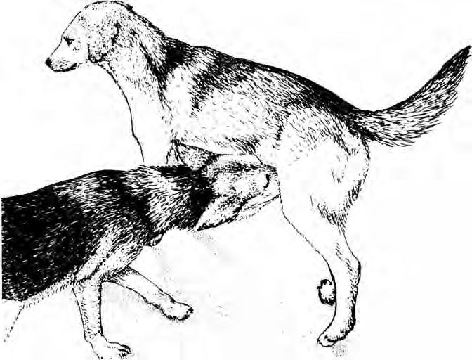 312 IV. Az ÁLLATI ELME TUDOMÁNYOS VIZSGÁLATA A kutyatulajdonosoknak nem is kellene bizonyítani, hogy a kutya képes szándékos kommunikációra.