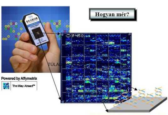 Chip = Üvegszubsztrát, 60 ezer apró ún próbacellával; próbacellák mikrosorokat