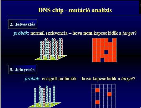 Fragmentált rövid mintadarabok komplementaritás alapján kapcsolódnak a próba sorokhoz.