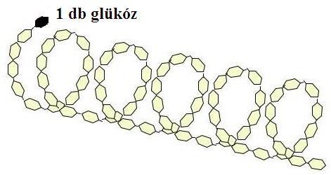 2. Keményítő (C6H10O5)n több száz α-d-glükóz a) amilóz 1 4 -glikozidkötések (~ maltóz) helikális a+b) közös jellemzői fehér, szilárd, íztelen b) amilopektin 1 4 -kötések + minden 20 25.