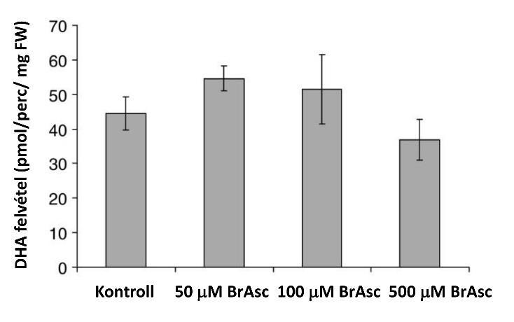 27. ábra A 6-bromo-6-deoxi-aszkorbát hatása a DHA plazmamembránon keresztüli felvételére A BrAsc nem kompetált a DHA felvétellel növényi sejtekben (27. ábra).