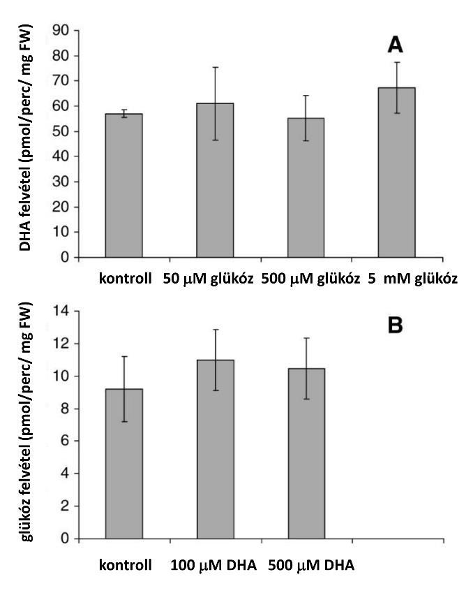 28. ábra A DHA transzport ligandkoncentráció függése A növényi mitokondriális (3.1. fejezet, Szarka és mtsai 2004), illetve az állati sejtek (1.2.2. fejezet, Vera és mtsai 1993) esetében tapasztalt DHA, glükóz keresztgálás miatt, megvizsgáltuk, hogy a két anyag transzportja verseng-e egymással.