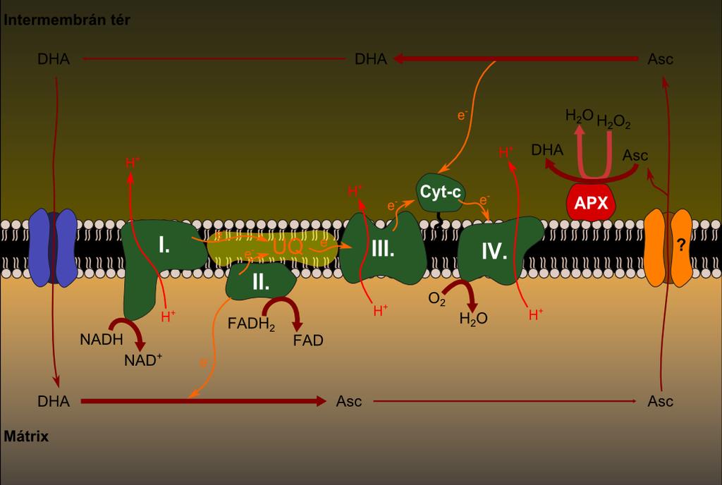 elhagyja a mitokondriális mátrixot. A két membrán közötti térbe visszajutott (vagy ott lévő) aszkorbát elektronjait a komplex IV-re juttatva oxidálódik (31. ábra). 31.