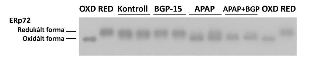 kezelés sem tudott érdemben változtatni, tehát a BGP-15 valóban nem képes az APAP kiváltotta ER-ben végbemenő redox változások mérséklésére (45. ábra)