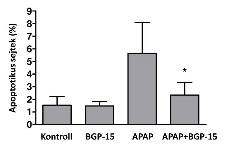 47. ábra Az APAP és a BGP-15 kezelés hatása az apoptotikus indexre. A módszerek fejezetben leírtak szerint megállapítottuk a nekrózis mértékét, kiterjedését.