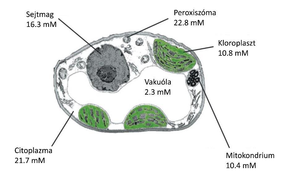 1.1.3. A C-vitamin koncentrációja különböző növényi forrásokban A legújabb trendeknek megfelelően érdemes megemlíteni már az algák vitamintartalmát is.