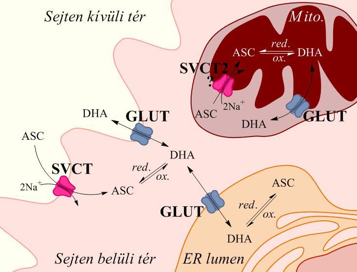 5. ábra. A C-vitamin (aszkorbát, DHA) plazmamembrán és intracelluláris transzport rendszerei, transzportja A C-vitamin plazma koncentrációja orális bevitel esetén igen feszes szabályozás alatt áll.