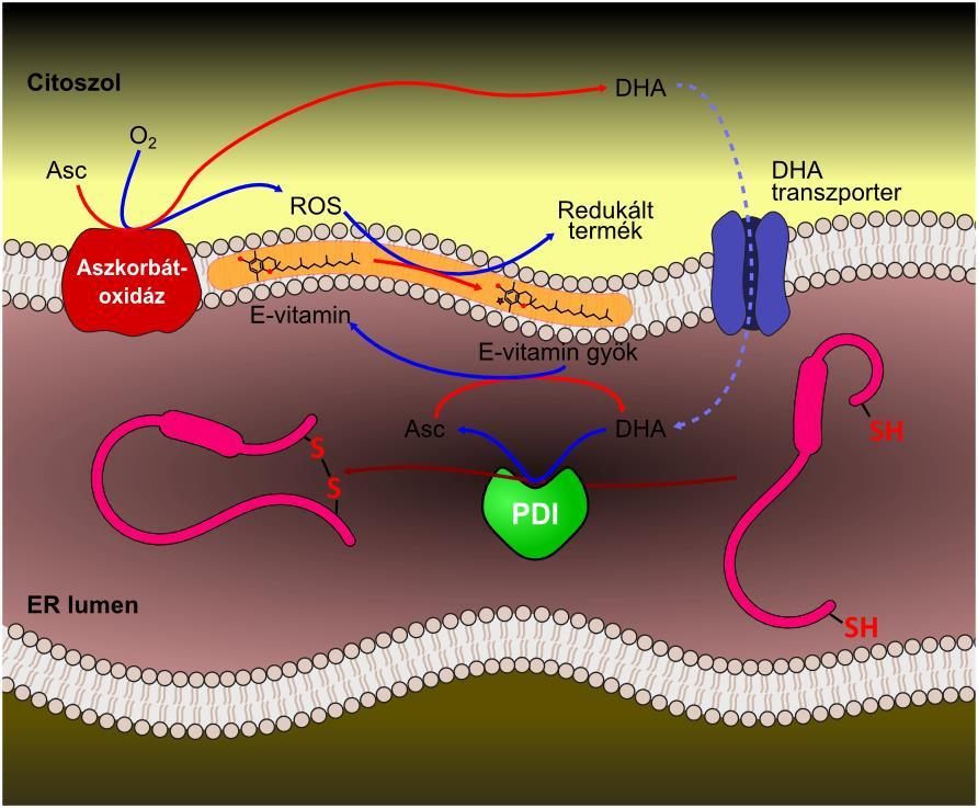 gátolta a fehérje tiolok oxidációját is, egyértelműen demonstrálva az aszkorbát oxidáció és a diszulfidképződés közötti kapcsolatot (Szarka és mtsai 2002).