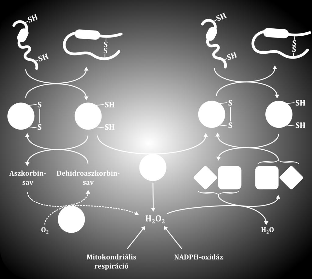 Ezen kívül a PRDX4 hiányos egérnek kisebb rendellenessége akad a spermatogenezissel, de semmiféle ER fehérje metebolikus rendellenességről nem