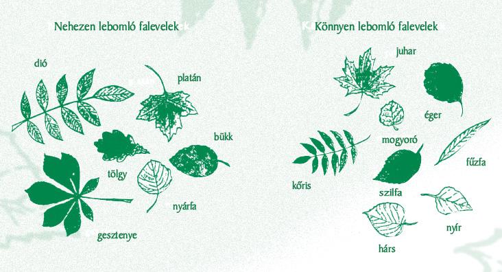 Ezért a lombkomposztálót a kert olyan árnyasabb sarkába állítsuk fel, ahol az avar hosszabb ideig zavartalanul korhadhat.