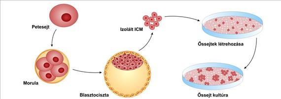 Embrionális őssejt kultúra létrehozása In vitro fertilizáció során (lombik bébi program)