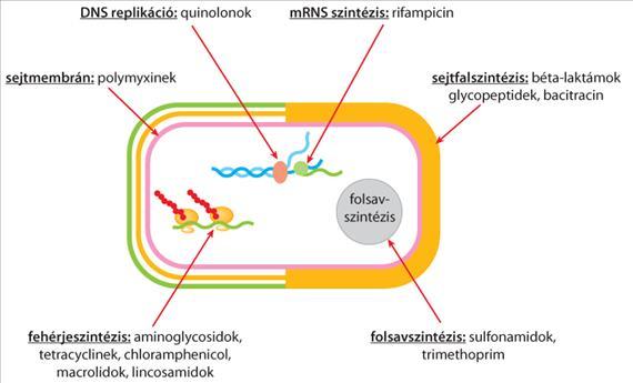 Antibiotikum típusok 4 http://www.tankonyvtar.