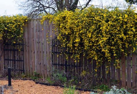 ) téli jázmin (Jasminum nudiflorum) 9. táblázat Fontosabb támaszkodók 129. ábra Futórózsa (Rosa sp.) 130.