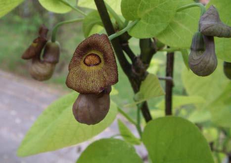 inserta) iszalag fajok (Clematis spp.) 11.