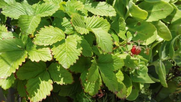 Fűszerkertek, mediterrán hangulatok megjelenítésére alkalmasak. Teleinket változó mértékben tűrik, könnyen visszafagyhatnak. Napos fekvésbe valók.