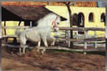 hintók eladásával, valamint fogatszolgáltatással foglalkozik. A ménesben jelenleg 25 tisztavérű ló, számos póni és szamár várja a turistákat.