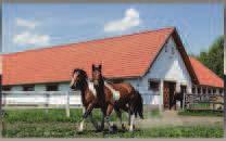 Mára több mint 40 háziállat és 20 ló, magyar és arab félvér tarkítja az állományt. A tanyán lehetőség nyílik lovaglásra, oktatásra, kocsikázásra, bértartásra. Hétvégéken lovastúrákat szerveznek.
