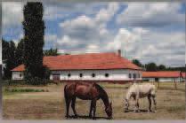 Azok a tapasztalt lovasok, akik szeretnek kieresztett kantárszárral, hosszú vágtában nagy távolságokat lelovagolni, ideális lehetőséghez jutnak a Tisza Túrán.