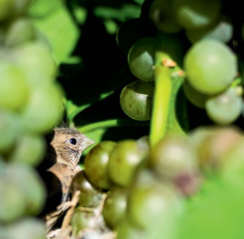 V Á L O G A T Á S Tokaj 2016 MONTIUM BARNA-DŰLŐ FURMINT 2016 TOKAJ NOBILIS SÁRGAMUSKOTÁLY 2016 (FÉLSZÁRAZ) OREMUS MANDOLÁS FURMINT 2016 DEMETER ZOLTÁN LATE HARVEST BIRTOKBOR ÉDES 2016 (KÉSŐI