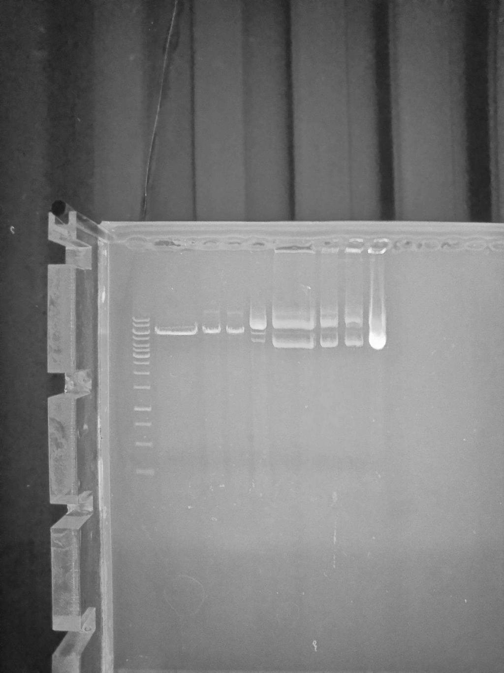 5.3 Az anuroctoxin rekombináns szintézise Az anuroctoxin gén klónozása az anyag és módszerek c. fejezetben került ismertetésre.